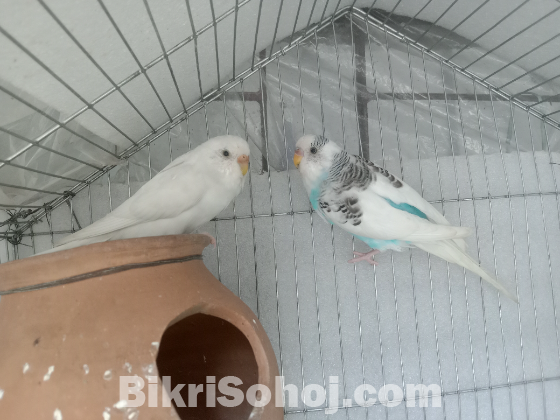 Budgerigar Birds for Sale, 2 Birds, Laying Eggs Again